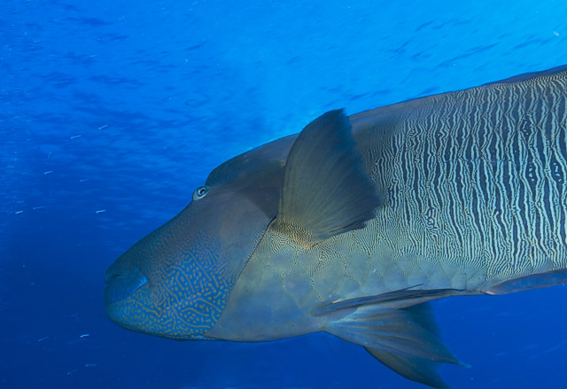 napwrasse017_0018