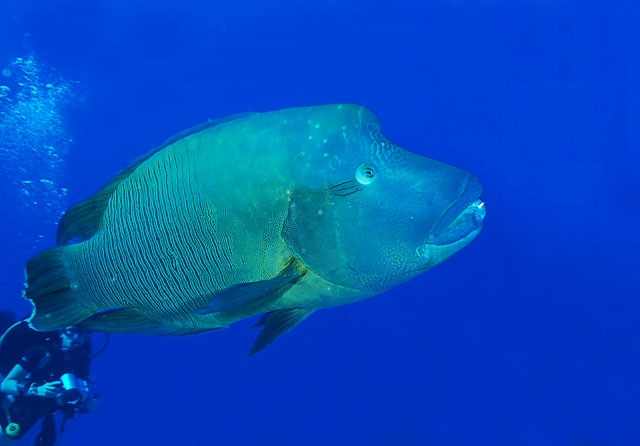 napwrasse17_0021