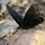 Butterfly_0268.JPG