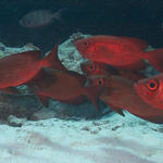 redfish024_0013
