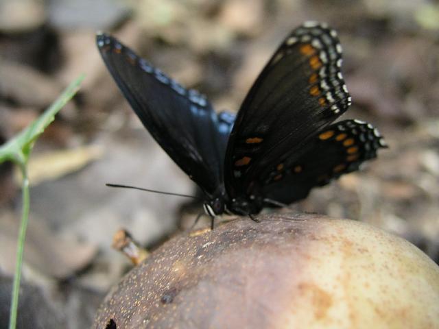 Butterfly_0268.JPG