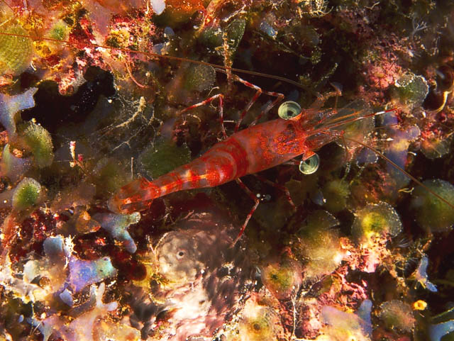 shrimp026_0011