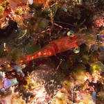 shrimp026_0011