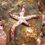 starfish015_0032