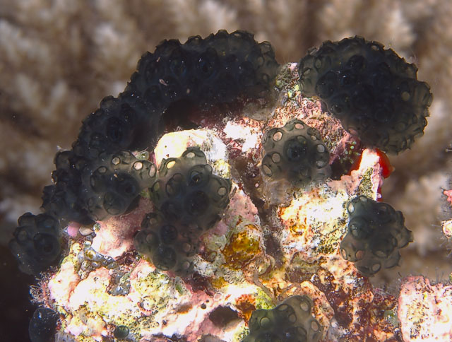 tunicates026_0027