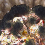 tunicates026_0027