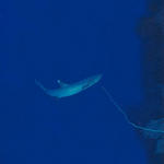 whitetip017_0013