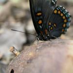 Butterfly_0269.JPG