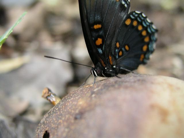 Butterfly_0269.JPG