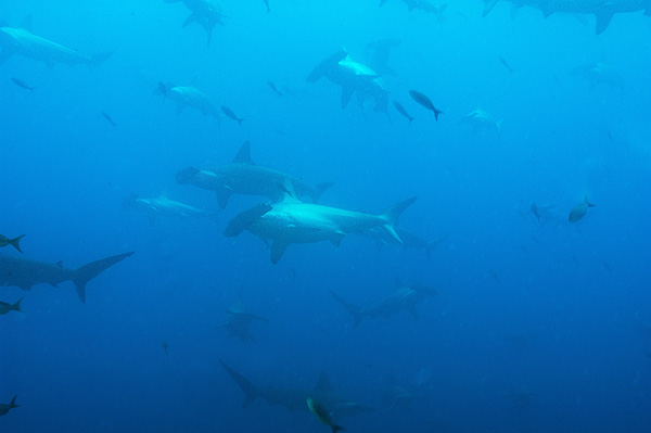 Schooling Hammerheads