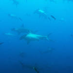 Schooling Hammerheads