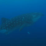 Galapagos Underwater