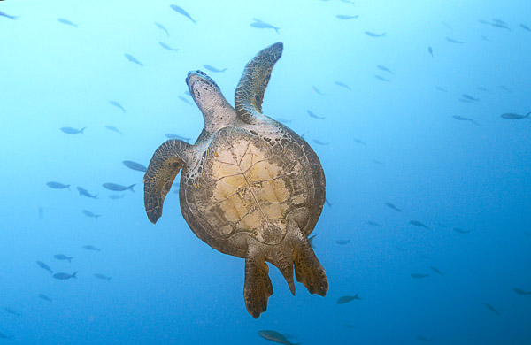 Green Sea Turtle