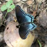 Butterfly_0272.JPG