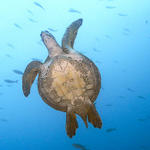 Green Sea Turtle