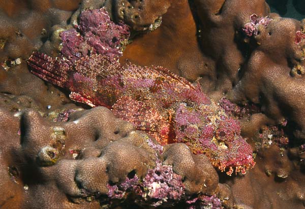 Scorpionfish