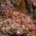 Scorpionfish