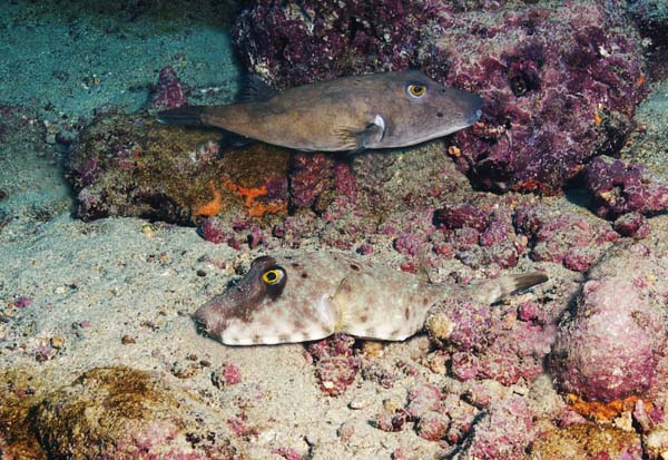 Galapagos Puffers - Endemic