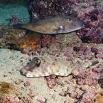 Galapagos Puffers - Endemic