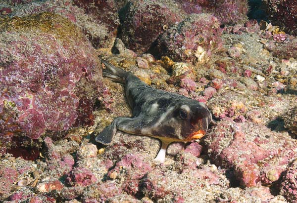 Red Lipped Batfish