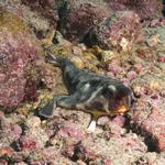 Red Lipped Batfish