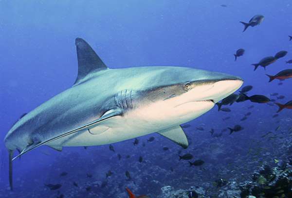 Galapagos Shark