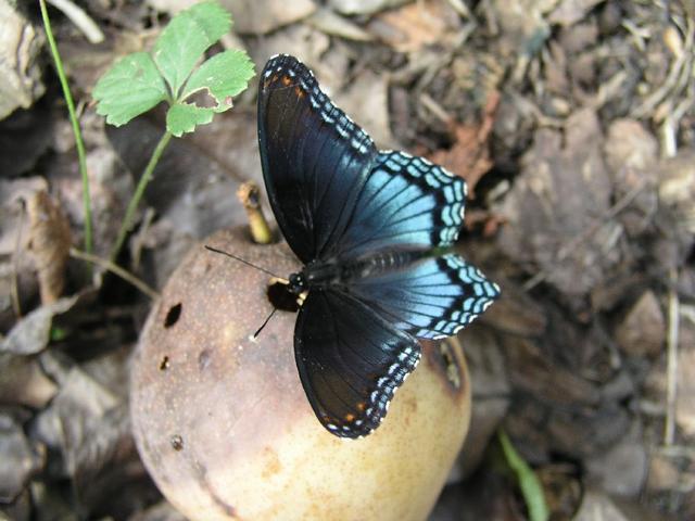 Butterfly_0272.JPG