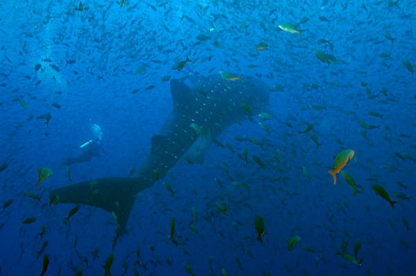 Gaz and the Whaleshark