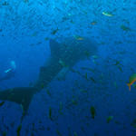 Gaz and the Whaleshark