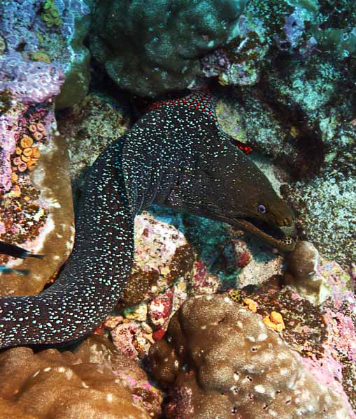 Fine Spotted Moray Eel