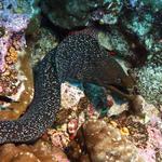 Fine Spotted Moray Eel