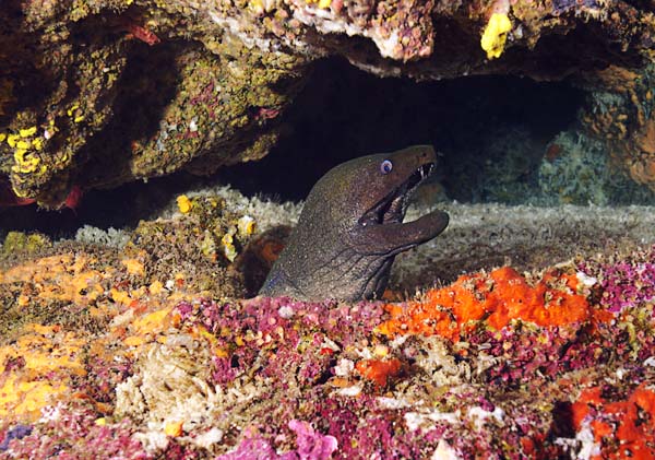 Fine Spotted Moray Eel
