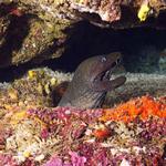 Fine Spotted Moray Eel