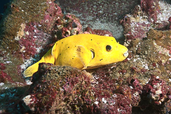 Guineafowl Puffer - Yellow phase