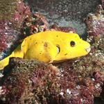 Guineafowl Puffer - Yellow phase