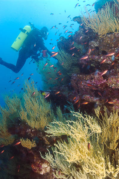 Richard and Black Coral (Black Coral is not black underwater)