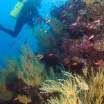 Richard and Black Coral (Black Coral is not black underwater)