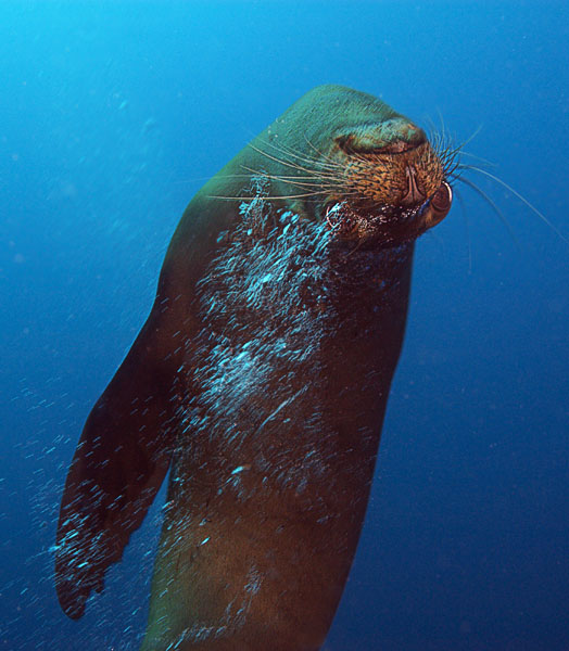 Sea Lion