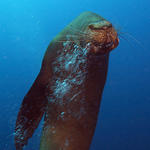 Sea Lion