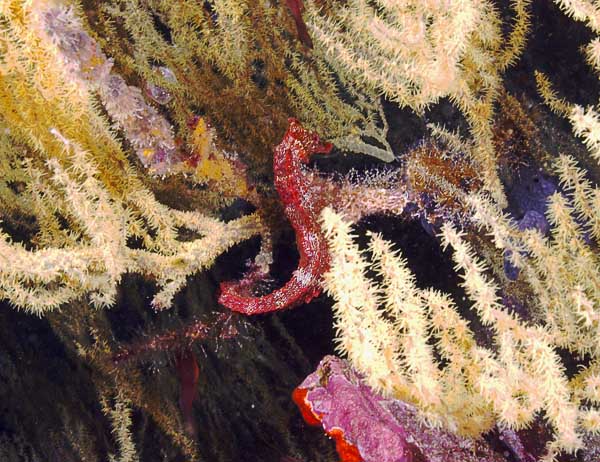 Pacific Seahorse in Black Coral