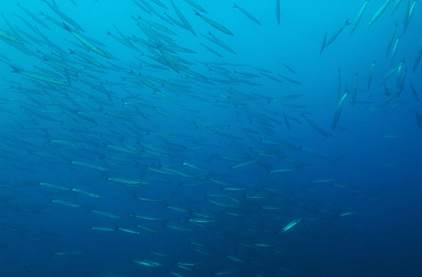 Schooling Barracuda - Don't remember the species, but small 1-1.5ft.