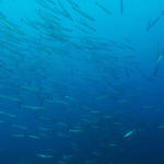 Schooling Barracuda - Don't remember the species, but small 1-1.5ft.