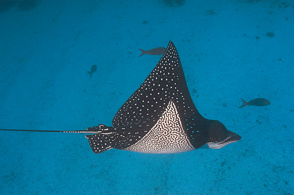 Eagle Ray