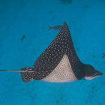 Eagle Ray