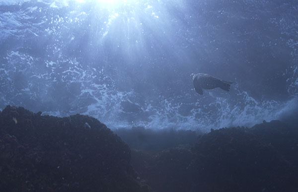 Sea Lion at the surface