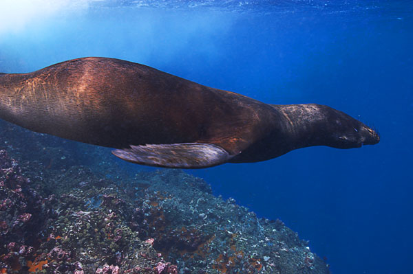 Sea Lion