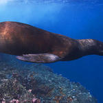 Sea Lion