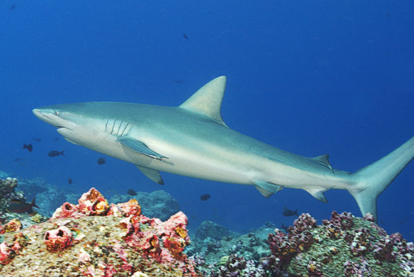 Galapagos Shark