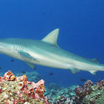 Galapagos Shark