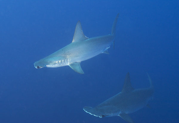 Curious Hammerheads